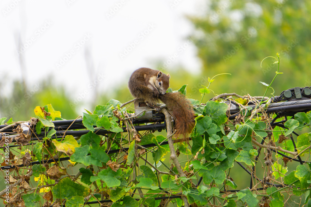 The hoist is looking for food on the power line.