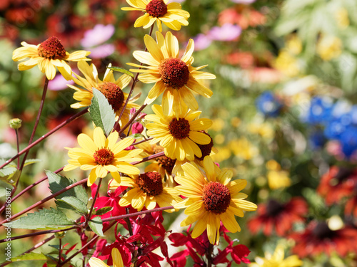 Heliopsis helianthoides | Héliopsis rugueuse ou faux-hélianthe aux pétales simples jaune or et orange avec un disque central bombé et marron rouge sur de hautes tiges rougeâtre photo