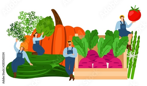 Farmers and vegetables. Harvest time vector illustration. Fresh vegetables and tiny flat characters. Vegetable harvest, fresh food natural, agriculture farmer