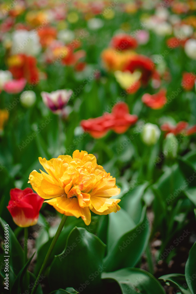 One Big, sunny yellow orange tulip with lots of frilly petals among colorful tulips in the flower garden, arboretum. Flower vertical banner. Sun Lover Tulip variety. One Big, sunny yellow orange tulip with lots of frilly petals among colorful tulips in the flower garden, arboretum. Flower vertical banner. Sun Lover Tulip variety.