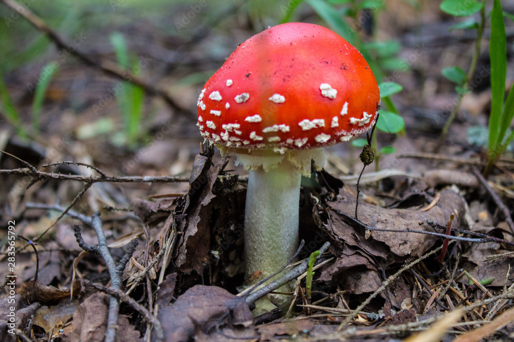Red mushroom fly agaric in the forest closeup Red mushroom fly agaric in the forest closeup