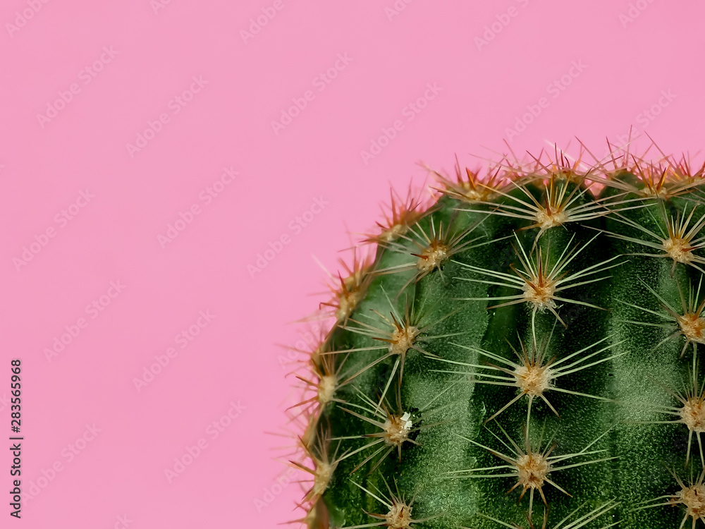 Drought-resistant cactus plant on a pink background