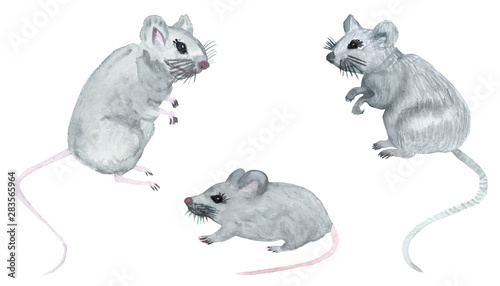 Watercolor hand painted animal set with three nice gray mouses the symbol of 2020 year composition