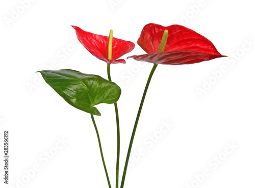 Fleurs d'Anthurium rouge	 photo