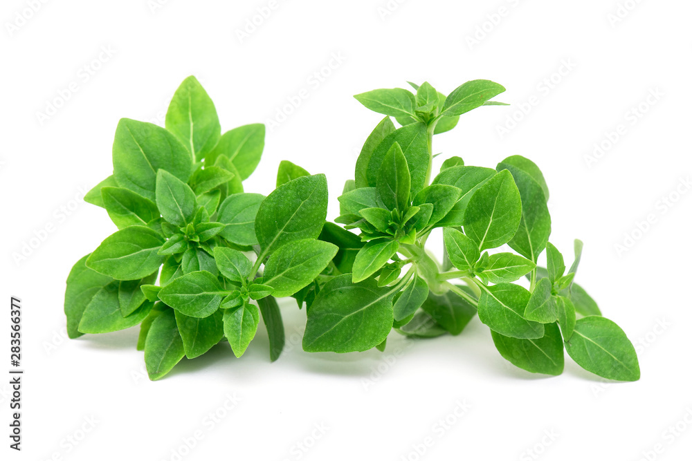 Green Leafs of fresh young Basil isolated on white Background, Basil Herb Leaves isolated, top View Green Leafs of fresh young Basil isolated on white Background, Basil Herb Leaves isolated, top View