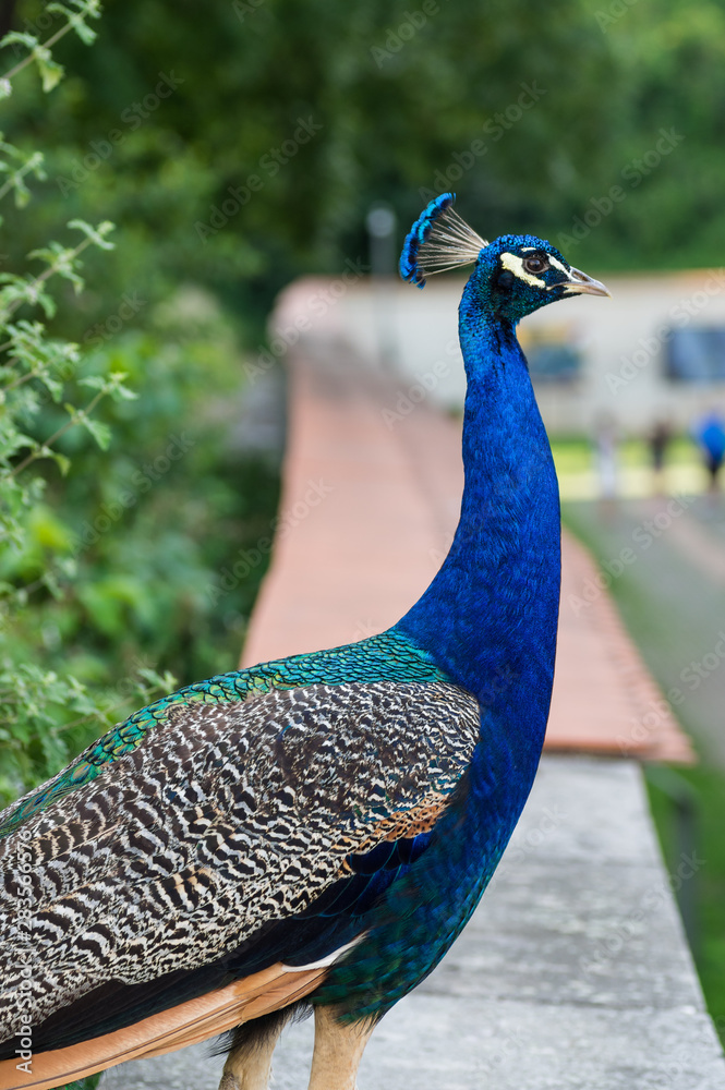 Portrait of male peacock (peafowl) Portrait of male peacock (peafowl)