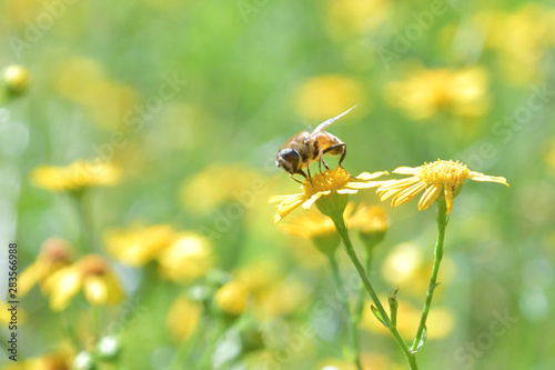 L'ape ala ricerca di nettare sui fiori gialli © balenabianca