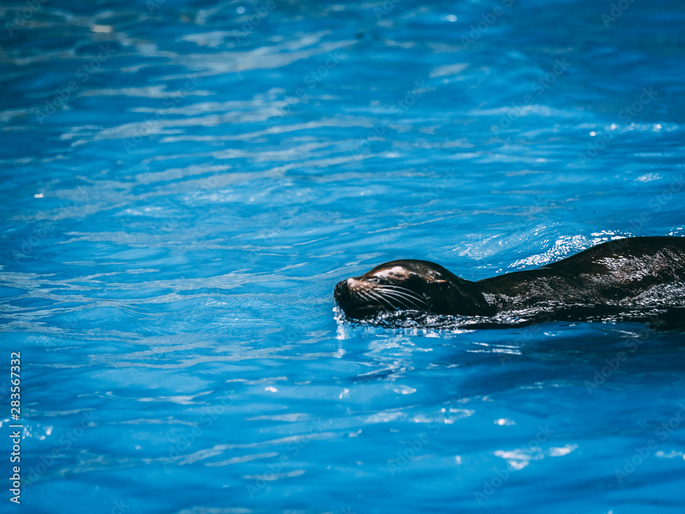 Fototapeta premium Robbe