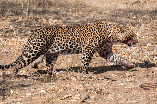 Leopard with Bloody Snout