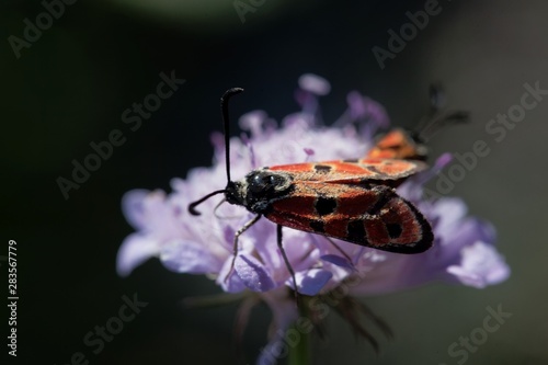 Merry Burnet, Zygaena hilaris, on a flower. photo