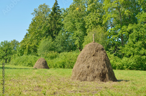 A stack of dry hay in the field.