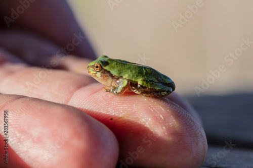 The gray treefrog (Hyla versicolor) is native frog of Unites states and Canada
