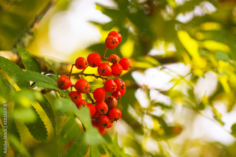 Obraz premium Bright ripe Rowan berries illuminated by the sunset sun beams