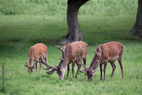 Red Deer stags grazing on grassland in Surrey © philipbird123