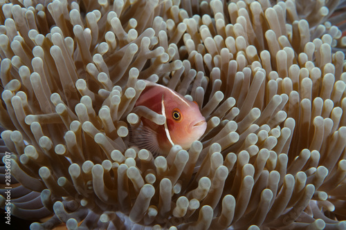 Amazing underwater world - Skunk Anemoneﬁsh - Amphiprion akallopisos . Nemo fish in anemone house. Diving, underwater photography. Tulamben, Bali, Indonesia. photo