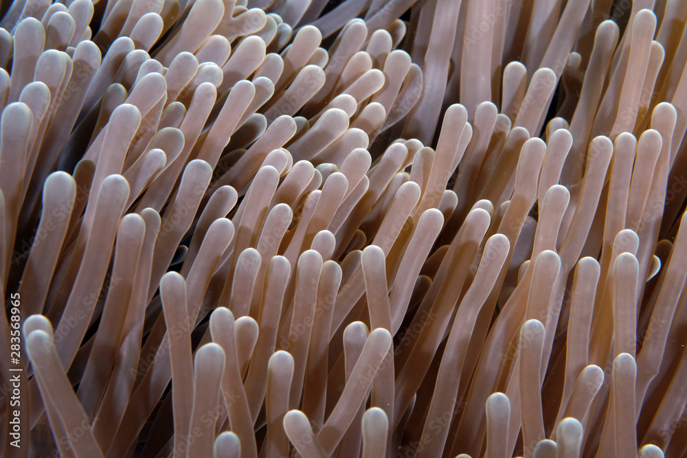 Fototapeta premium Amazing underwater world - Western Anemonefish - Amphiprion ocellaris. Nemo fish in anemone house. Tulamben, Bali, Indonesia. 