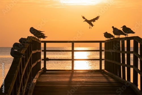 seagulls on a pier © Lars Gieger