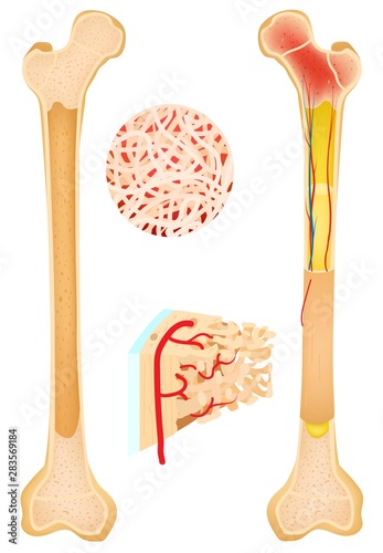 Anatomy of a long bone human