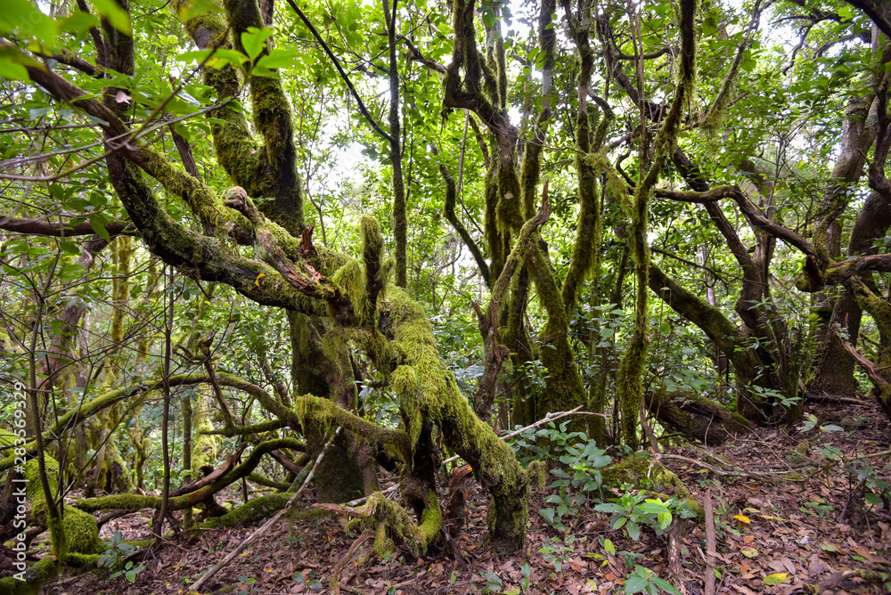 subtropischer Lorbeerwald auf der Insel La Gomera subtropischer Lorbeerwald auf der Insel La Gomera