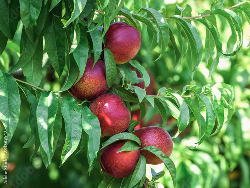 Branch with ripe fruits of nectarines in the tree photo