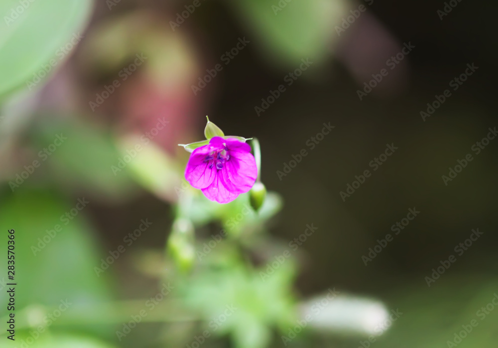 Geranium pratense wildflower in summer field blooming in August Geranium pratense wildflower in summer field blooming in August