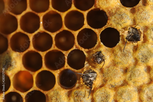 Geburt einer  Honigbiene