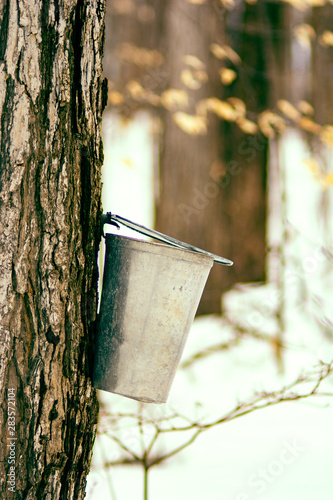 Maple syrup tap  process