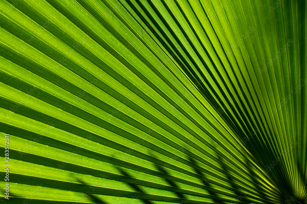Obraz premium full frame palm green leaf