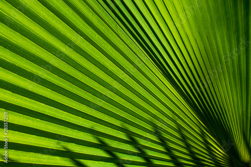 full frame palm green leaf © Iaroslav
