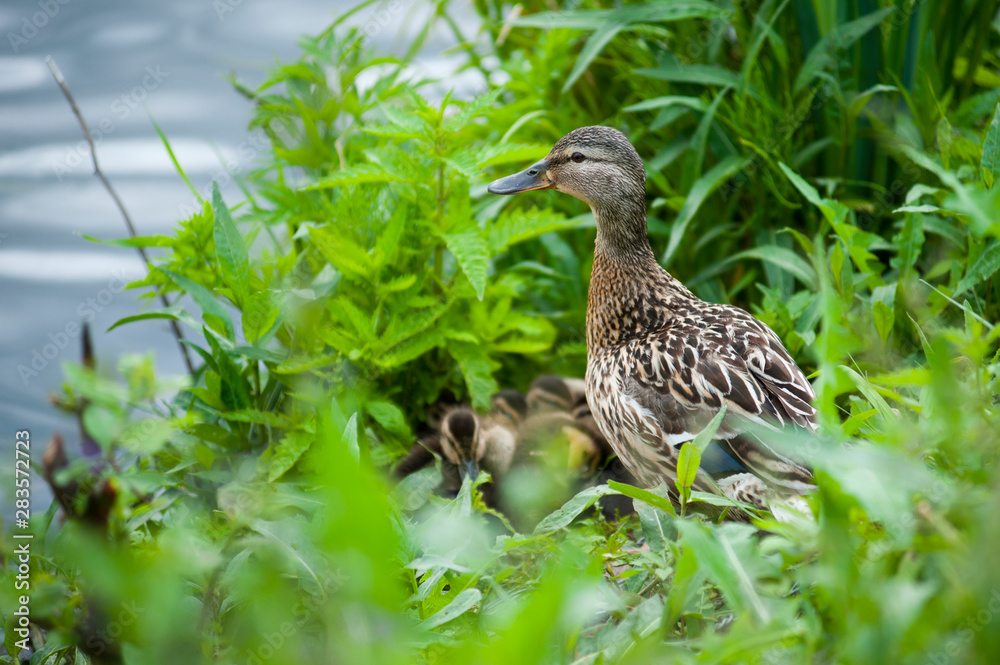 Duck family hiding in the green grass on the river Bank Duck family hiding in the green grass on the river Bank