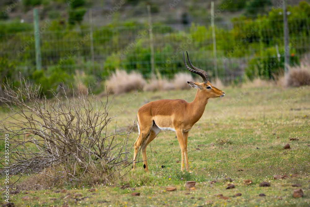 Impalas im südafrikanischen Busch