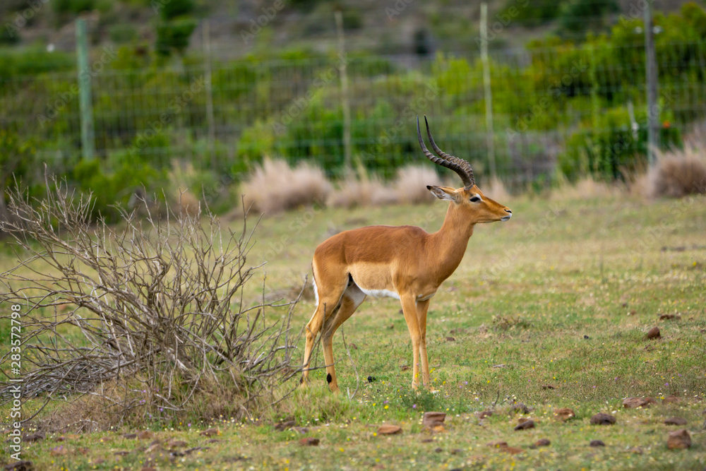 Impalas im südafrikanischen Busch Impalas im südafrikanischen Busch