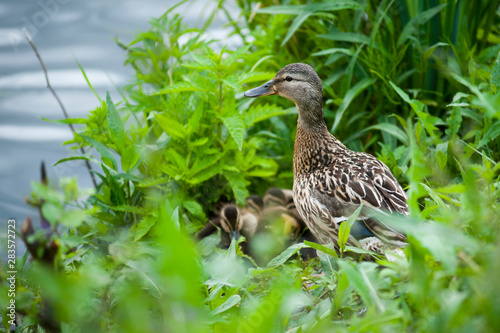 Duck family hiding in the green grass on the river Bank