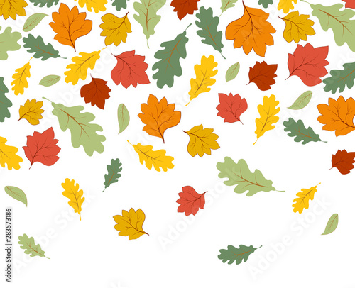 Falling autumn maple leaves isolated on white background