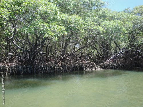 Beautiful view of the mangroves of Alagoas  Brazil.