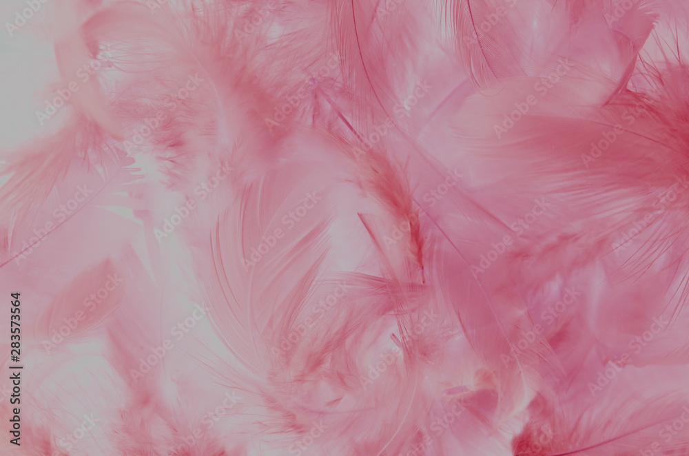 pink feather background