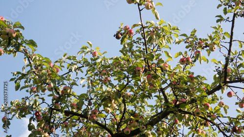 Fotografie Apple ripe tree fruitage on branches summer sunny background