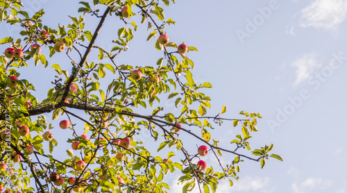 Fotografía Apple ripe tree fruitage on branches