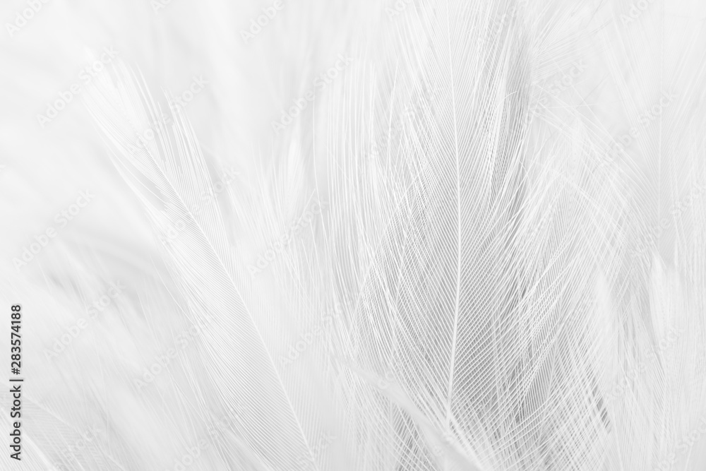 white feathers background white feathers background