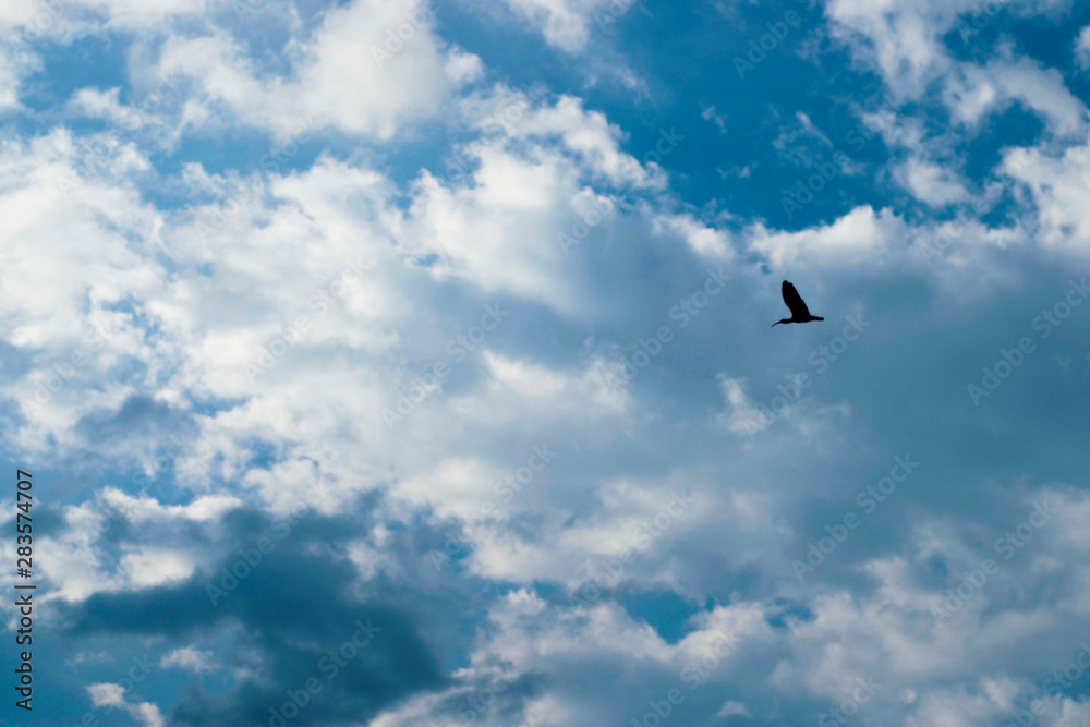 seagull flying in the blue sky