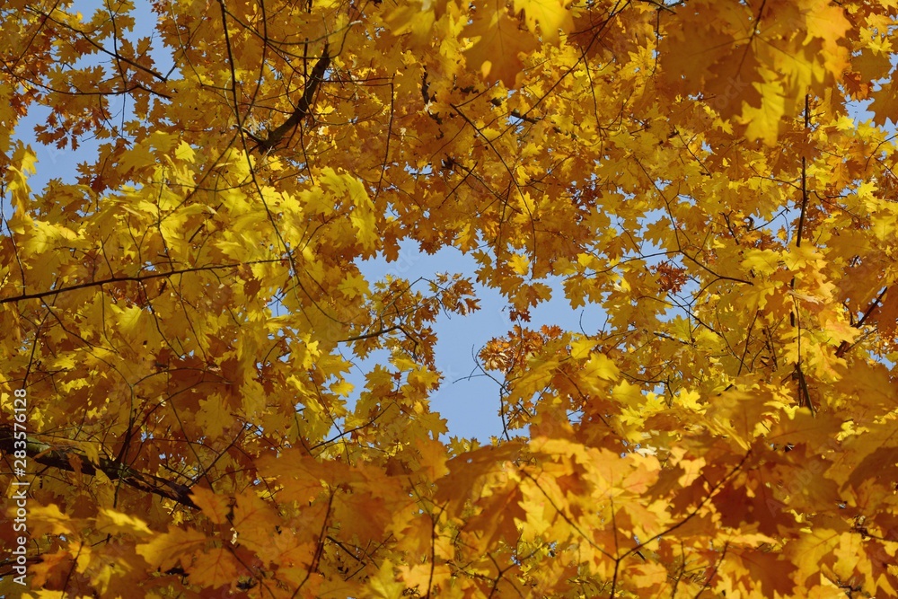 Bright colorful leaves on tree branches in autumn. Bright colorful leaves on tree branches in autumn.