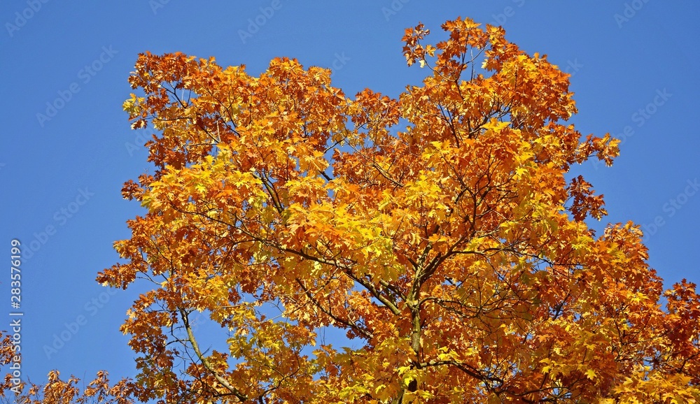 Bright colorful leaves on tree branches in autumn. Bright colorful leaves on tree branches in autumn.