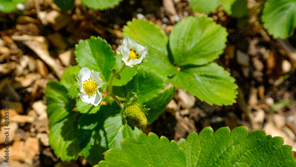 Strawberry plant in bloom Strawberry plant in bloom
