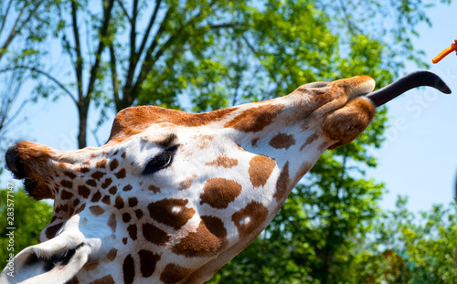 Photography Close up of a giraffe taking a carrot with it's long gray tongue