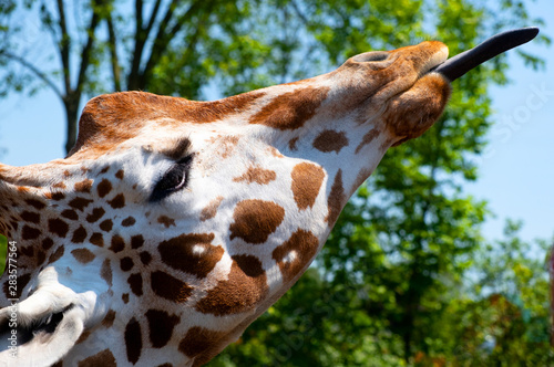 Close up of a giraffe with his togue sticking out into the air photo