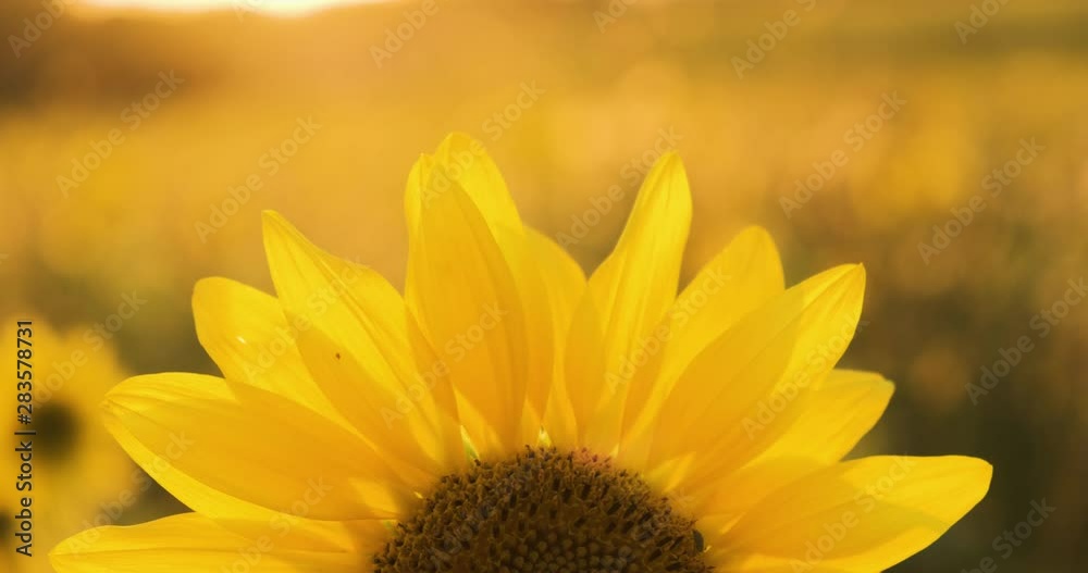 4K Sunflower close-up. A field of sunflowers. Bright yellow sunflower in the sun. 4K Sunflower close-up. A field of sunflowers. Bright yellow sunflower in the sun.