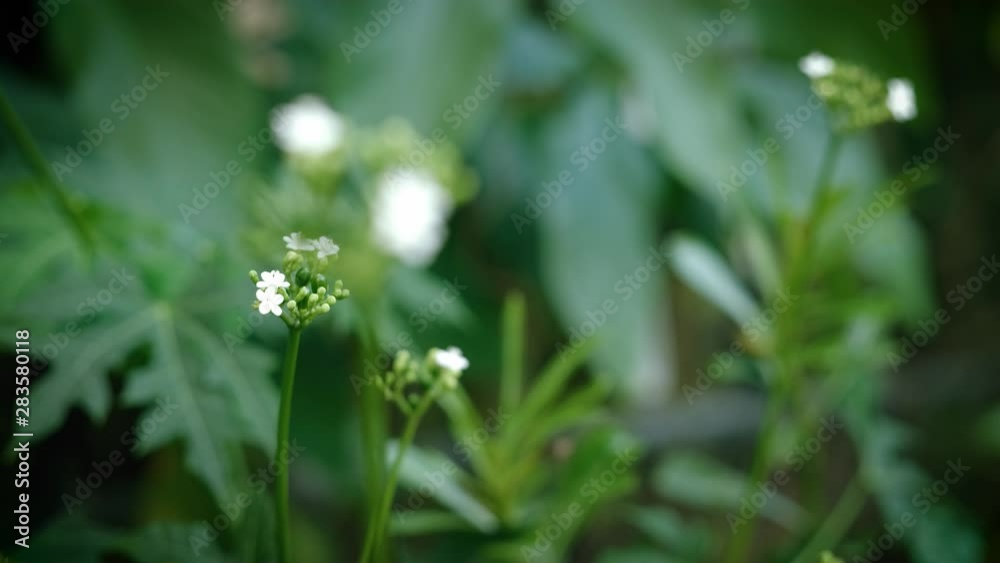 Pretty little flowers in a garden Pretty little flowers in a garden
