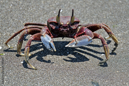 Crabe au bord de l oc  an Indien