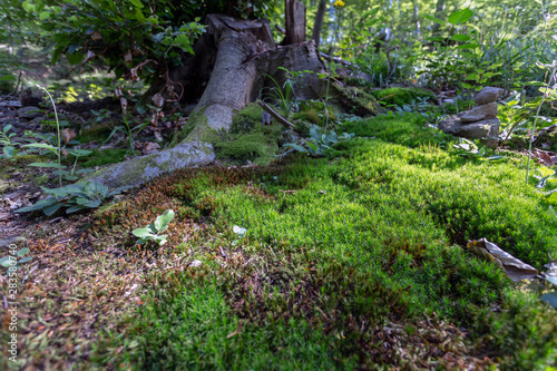 Moss in the Pilis mountains, Hungary.