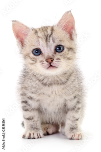 Kitten on white background.